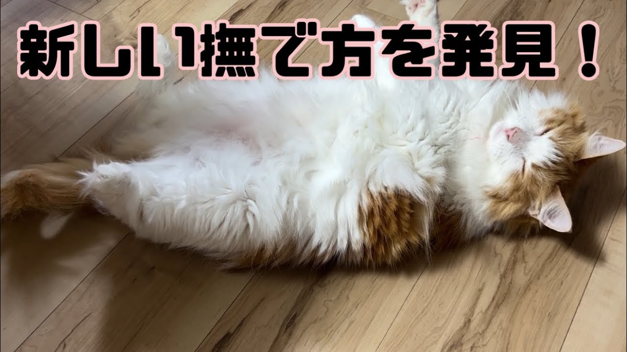 気難しい年頃の猫【マリー（メインクーン）】