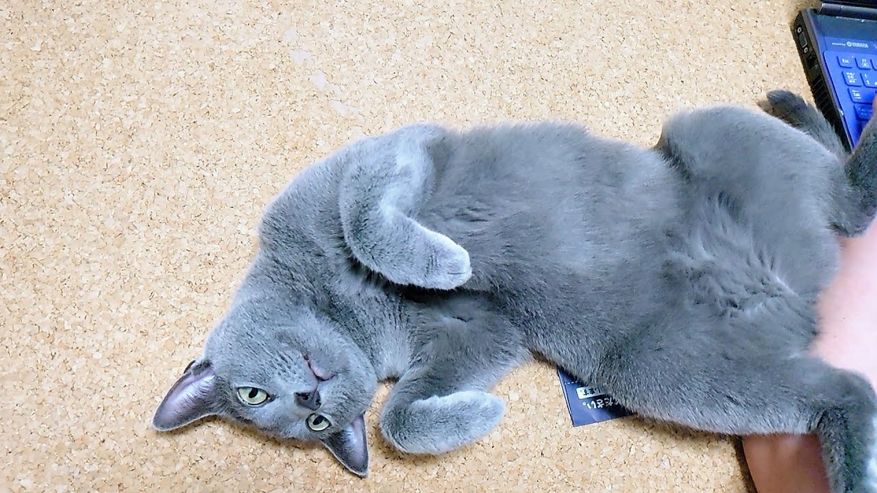 【猫動画】今日も自分だけが触りたいツンデレロシアンブルー【russianbule】Tsundere Russian blue that only I want to touch today