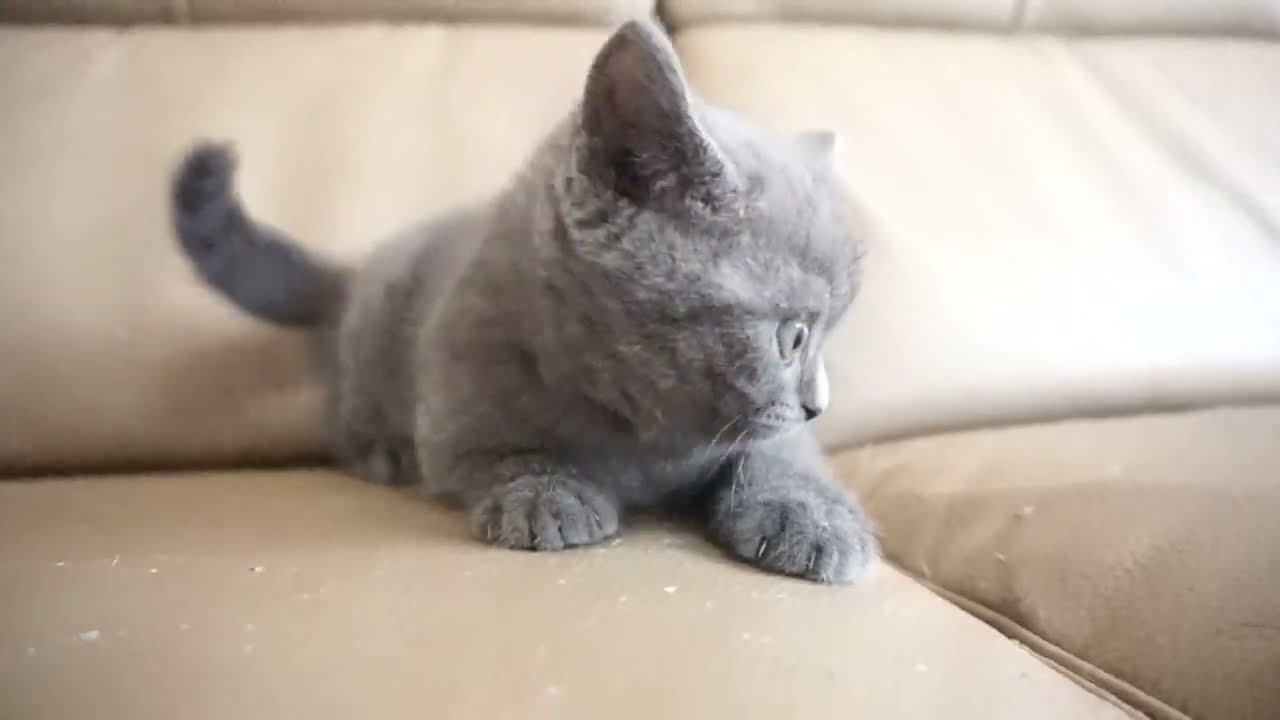 ブリティッシュショートヘアー子猫　British Shorthair　2023.7.10産まれ　ブルー　男の子　シーダキャット猫のお店