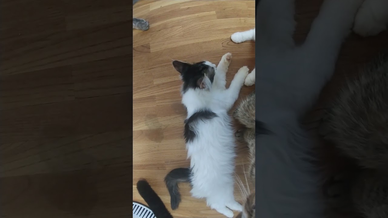 ノルウェージャンフォレストキャット ストーカー3兄妹です♪甘えん坊で遊び大好きマイペース！可愛すぎます(*´ω｀*)