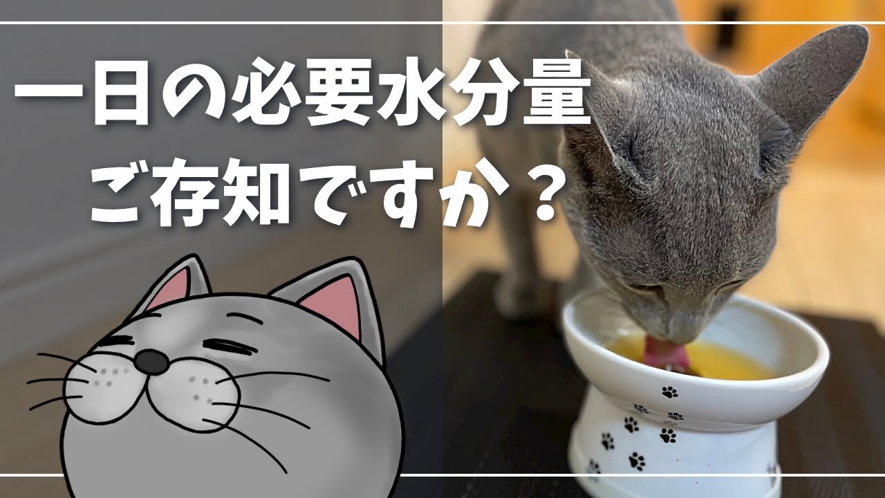 暑いからと言って飲んでくれるとは限らないのが猫さんです【ロシアンブルー】
