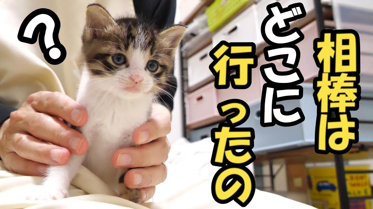 仲良し子猫が今日はなぜかひとりごはんです【赤ちゃん猫　保護猫】