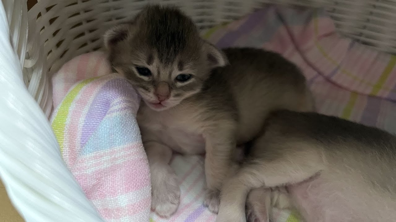 Somali Kitten 〜生後13日〜 ソマリの子猫