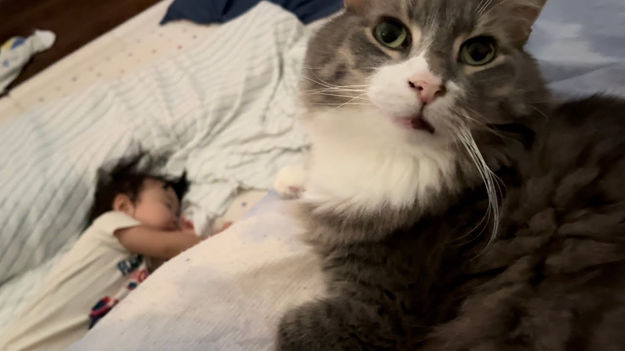 家族を順番に起こそうとする猫　ノルウェージャンフォレストキャット　Cat trying to wake up family in order
