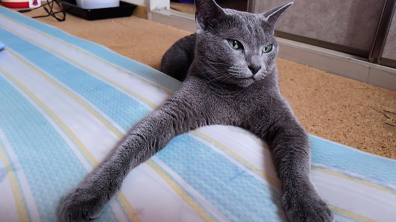 【猫動画】嫁の昼寝用マットを使いたいロシアンブルー【russianbule】Russian Blue who wants to use his owner's nap mat