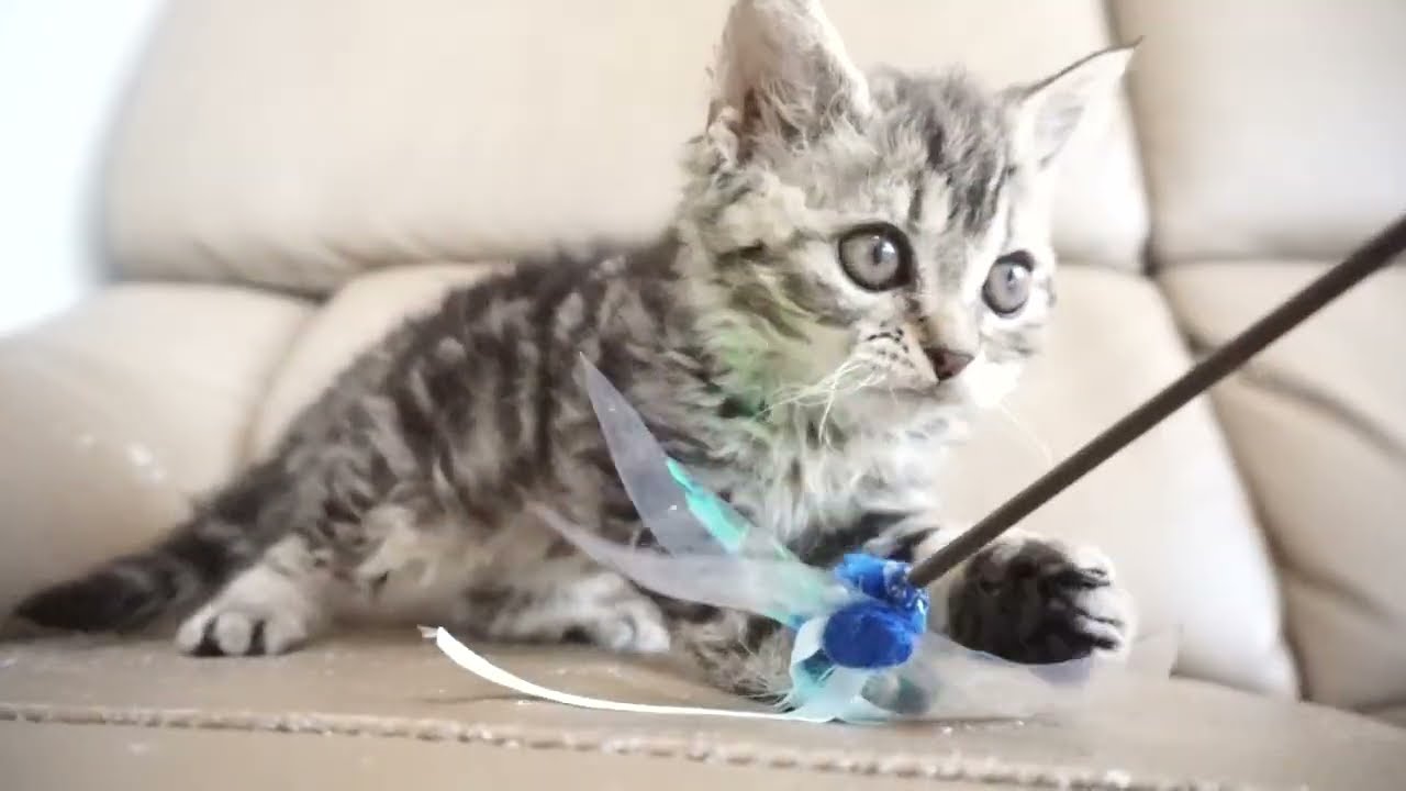 セルカークレックス子猫　2023.6.14産まれ 　ブラウンタビー　　男の子　シーダキャット猫のお店