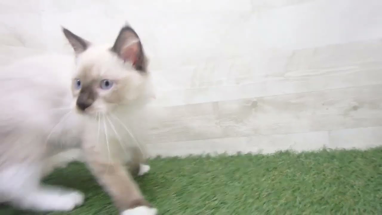 Coo&RIKU　No00646919 ラグドール