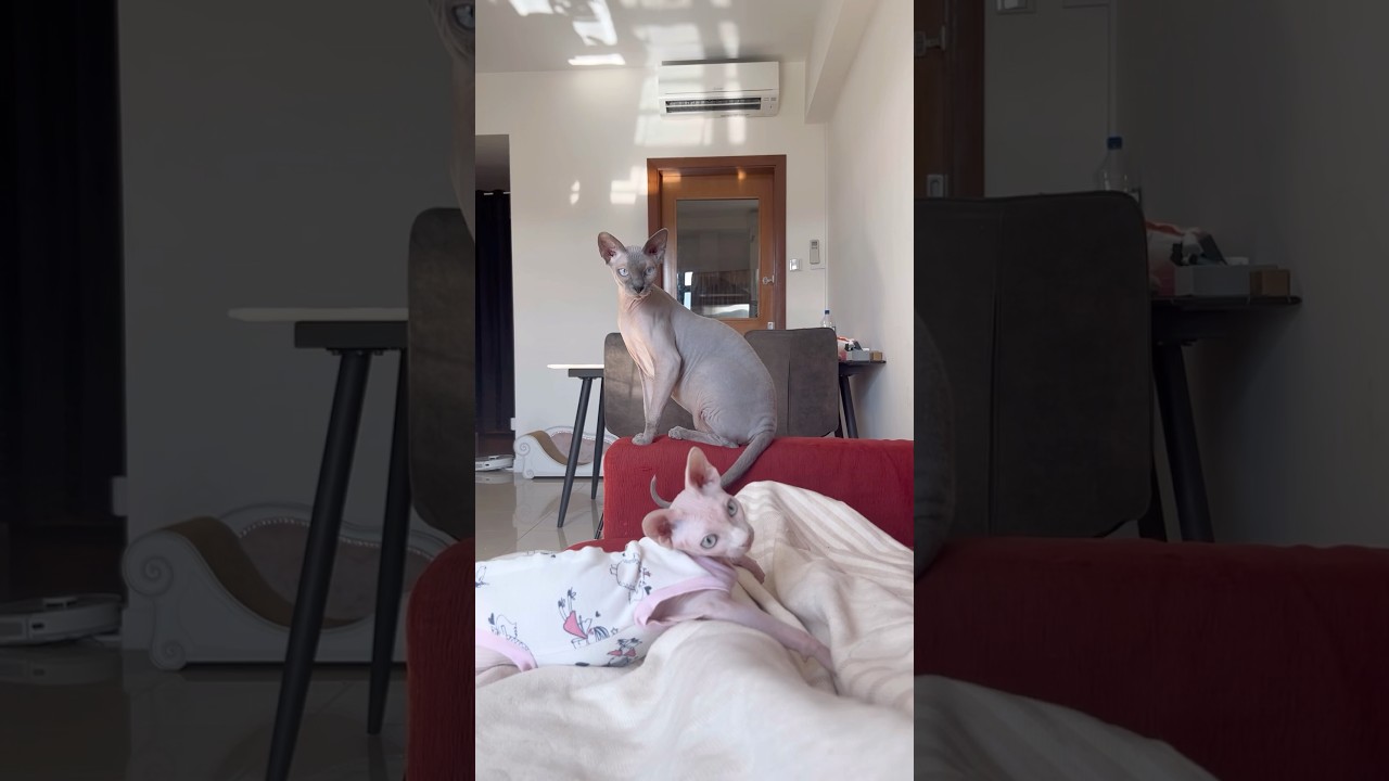 毛のない猫たちの好きな遊び【スフィンクス猫】
