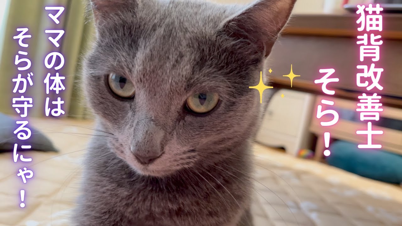 ママの体を労わる優しい猫（ロシアンブルー）