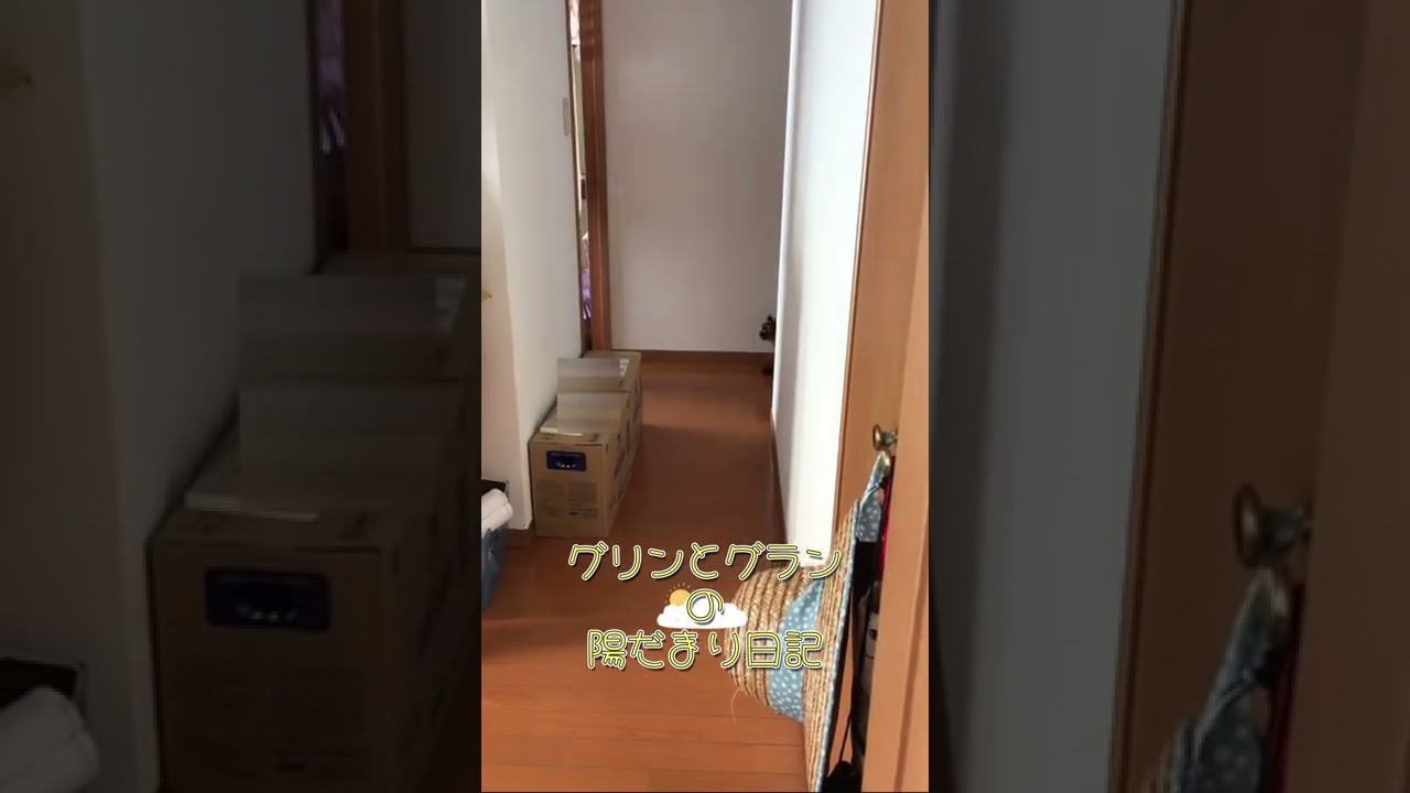 グリンとグランの陽だまり日記～行進～　猫　ヒマラヤン　#Shorts