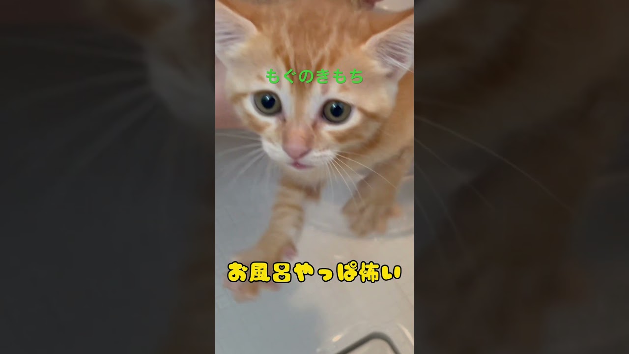 もぐのきもち #子猫 #保護猫 #猫 #cat #猫好きさんと繋がりたい #茶トラ #ペット