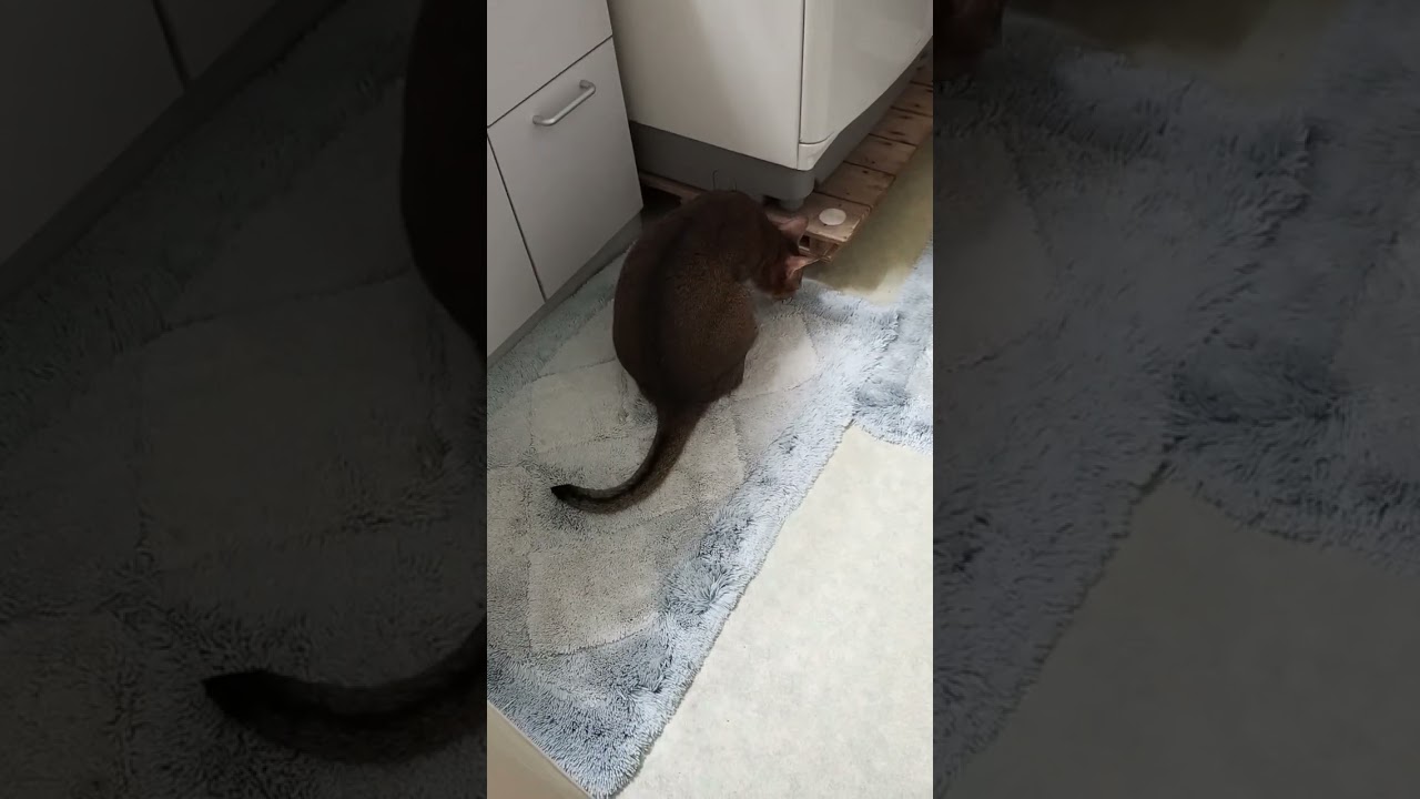 ネコ動画あび#1983　#shorts　あびの毎日　アビシニアン　あび