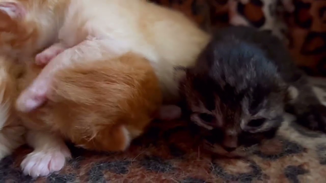 目をあけはじめた猫達