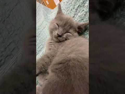 シャルトリュー 懐っこく元気いっぱいです。 ブルー（ショート）