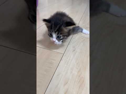 ノルウェージャンフォレストキャット 可愛い ブラウンタビーホワイト（長毛）ノルウェージャンフォレストキャット×マンチカン