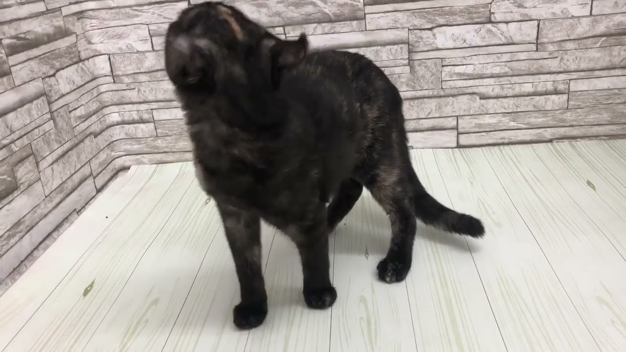 Coo&RIKU　No633385　アメリカンカール