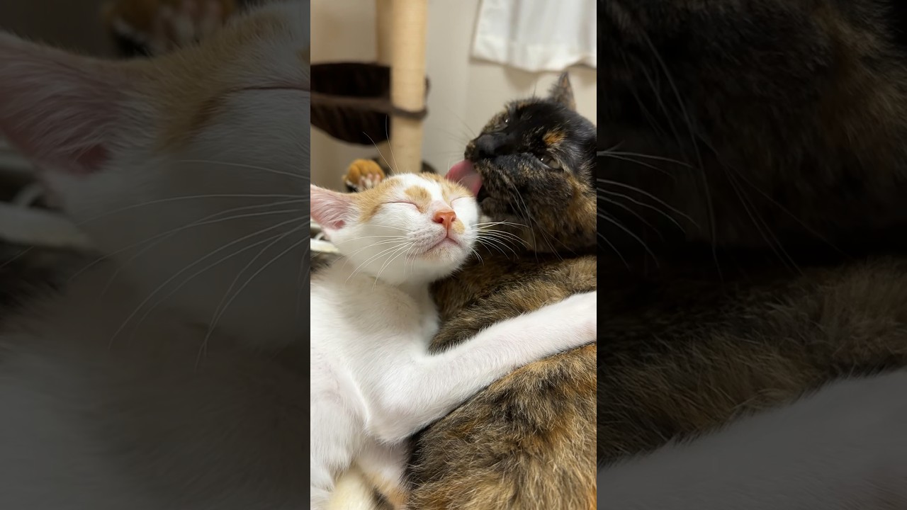 毛づくろいが嬉しすぎて鳴いちゃう子猫 #shorts