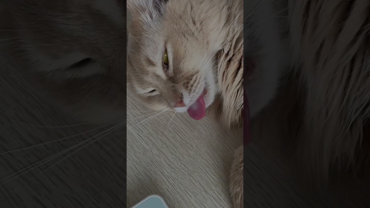 可愛い寝顔？？？#shorts #猫 #ソマリ #寝顔