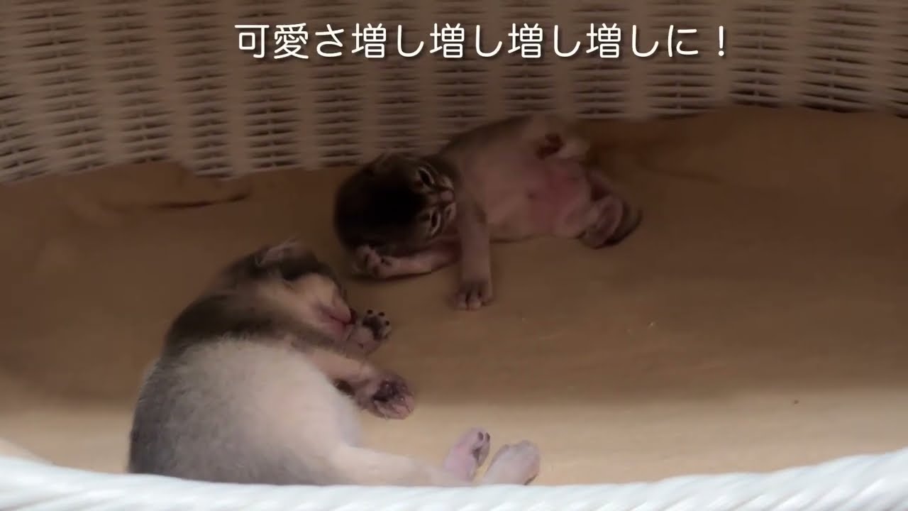 Somali Kitten 〜生後8日〜 ソマリの子猫