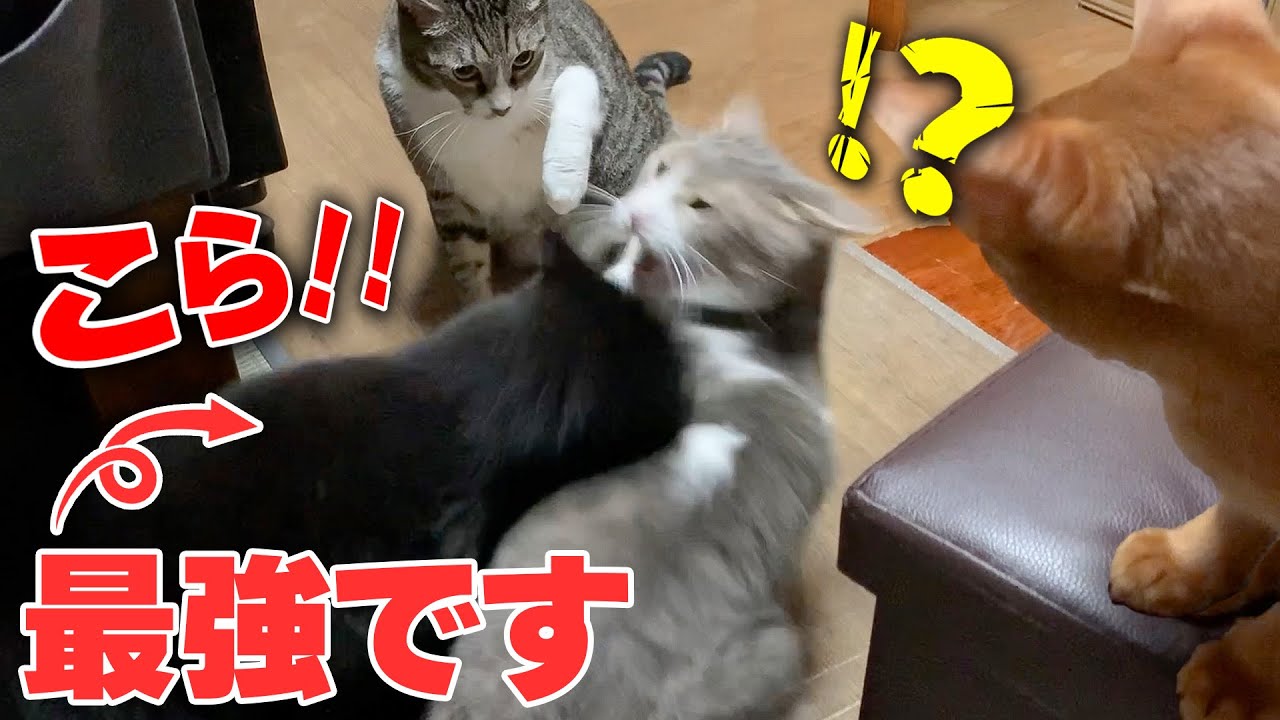 喧嘩をしているオス猫たちを一喝して黙らせる女の子が最強すぎましたｗ