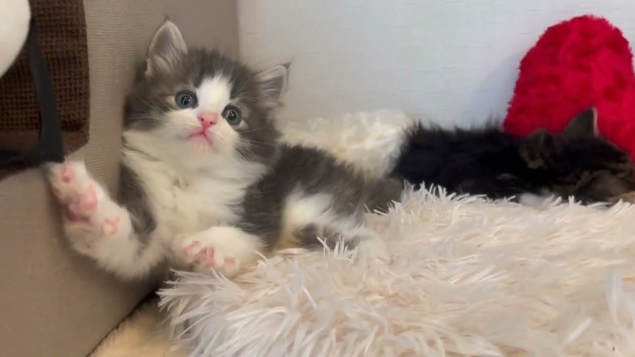 ノルウェージャンフォレストキャット 【シルバータビーホワイト】やんちゃなノル兄妹✨