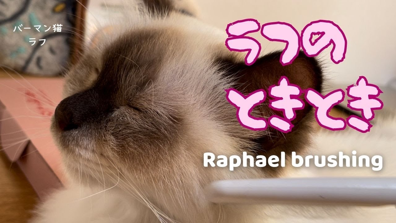 バーマン猫ラフ【ラフのときとき】Raphael brushing（バーマン猫）Birman/Cat