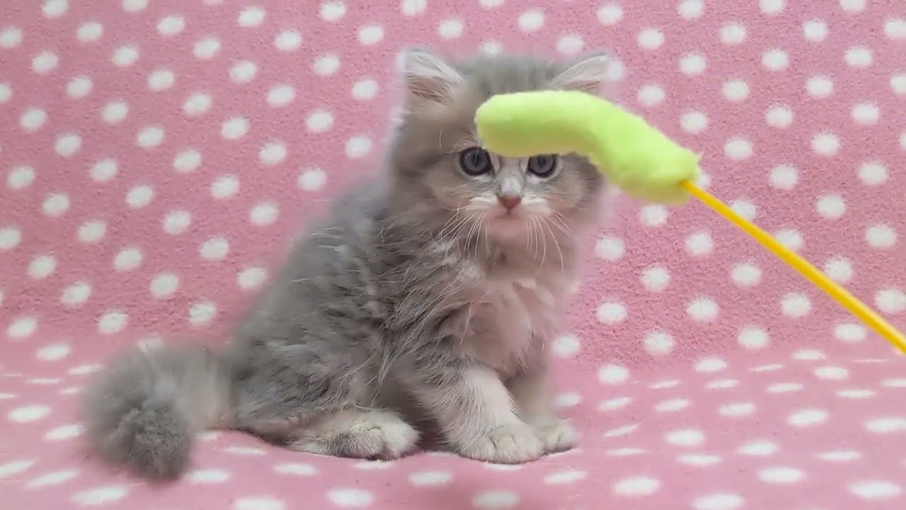 ペルシャ（チンチラ） ブルーチンチラゴールデンの男の子♪