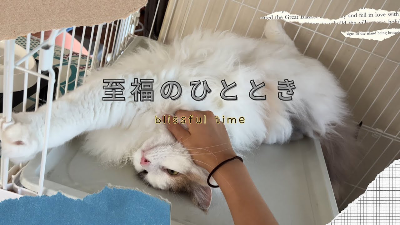 ノルウェージャンフォレストキャットとの至福の時間【字幕あり】