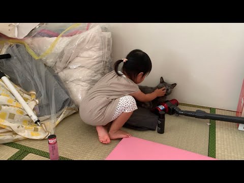 ぺぺ(ロシアンブルー)の目ヤニをとってあげる娘
