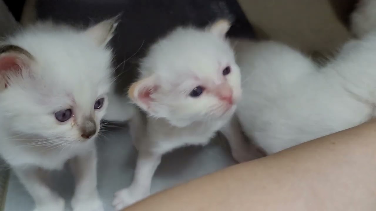 バーマンの子猫達はケージから出たくてたまらないみたい