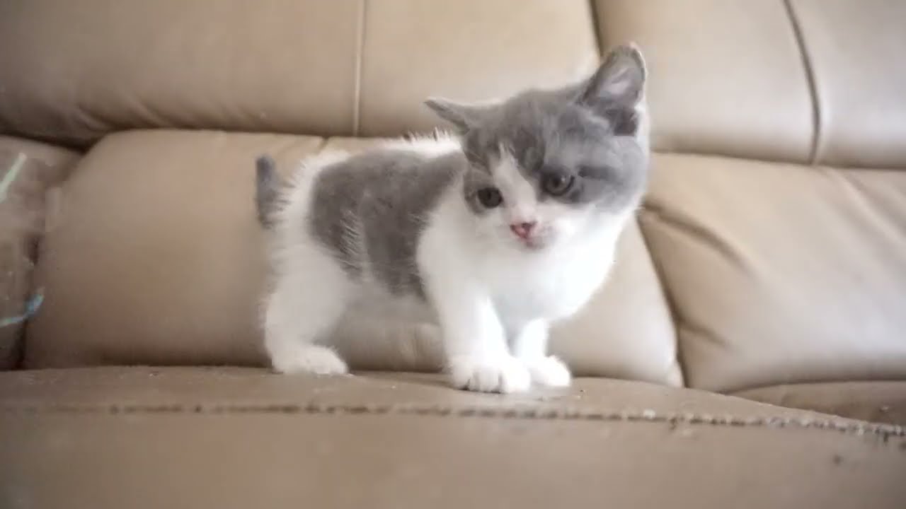 ブリティッシュショートヘアー子猫　British Shorthair　2023.7.10産まれ　ブルー&ホワイト　男の子　シーダキャット猫のお店