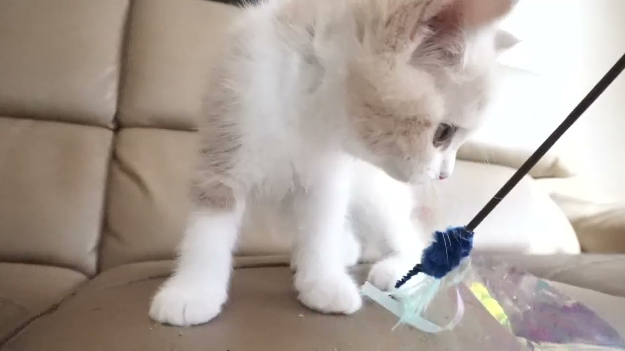 セルカークレックス子猫　2023.6.18産まれ 　クリーム&ホワイト　　男の子　シーダキャット猫のお店