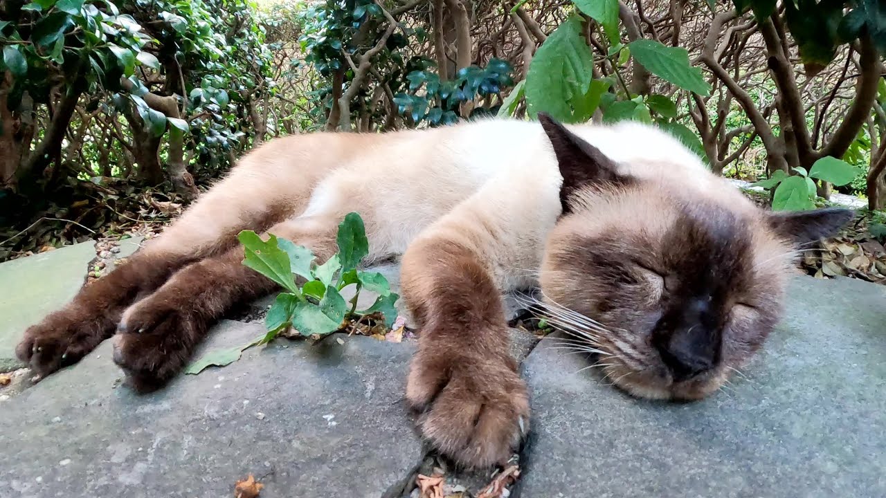 仲良しのシャム猫とキジトラ猫が気持ち良さそうにお昼寝する