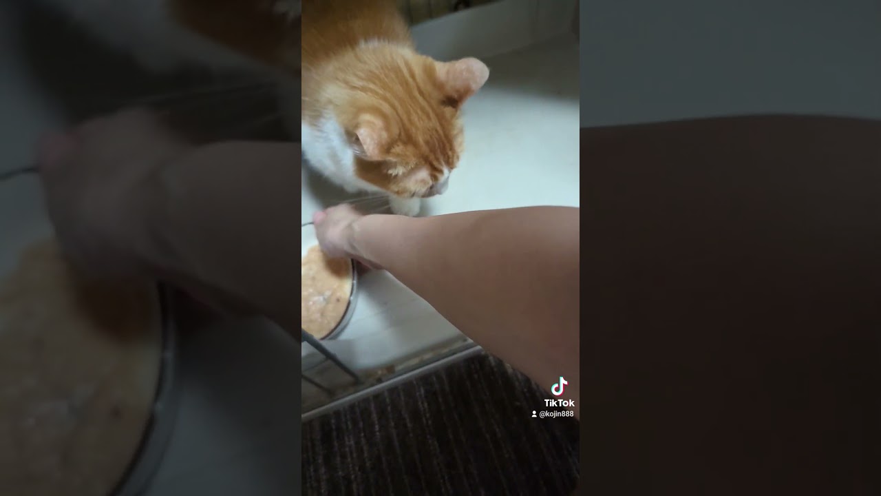 8/15ねこさんの晩餐会（´・ω・`） #ねこ #cat #アビシニアン #マンチカン #キジトラ #猫 #短足マンチカン #abyssinian