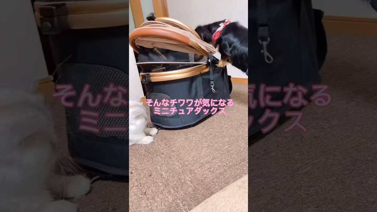 絶対コットンから出ないチワワが気になるペルシャ猫とミニチュアダックス🐾　#shorts #dog #チワワ #cat #ペルシャ猫 #多頭飼い