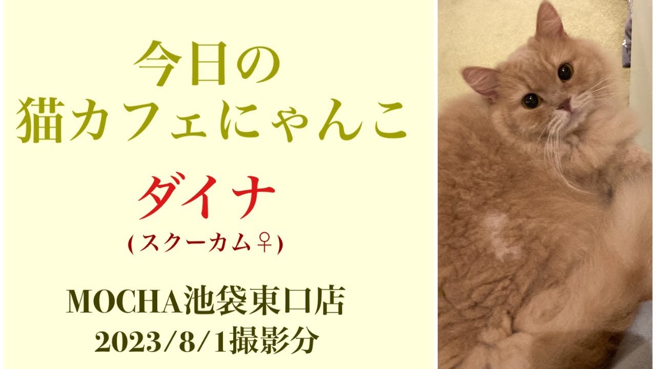 🐱ダイナ🐱　(スクーカム♀)　#猫カフェモカラウンジ 池袋東口店　2023/8/1撮影　#cat　#ねこ 　#にゃんこ　#ねこカフェ