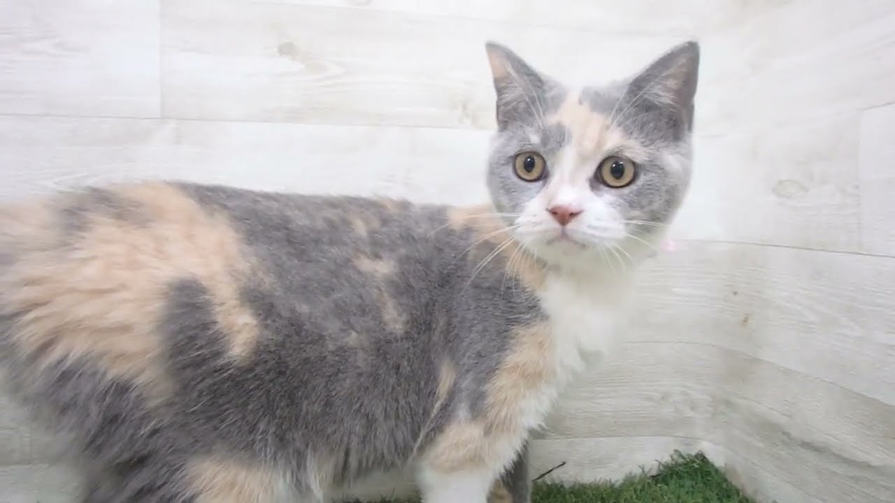 Coo&RIKU　No00646921 スコティッシュフォールド