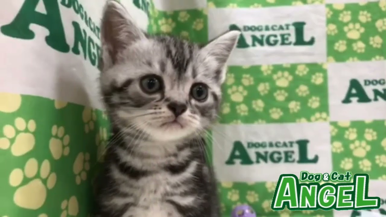 アメリカンショートヘアー 2308136 【ペットショップエンゼル　子犬・子猫販売】