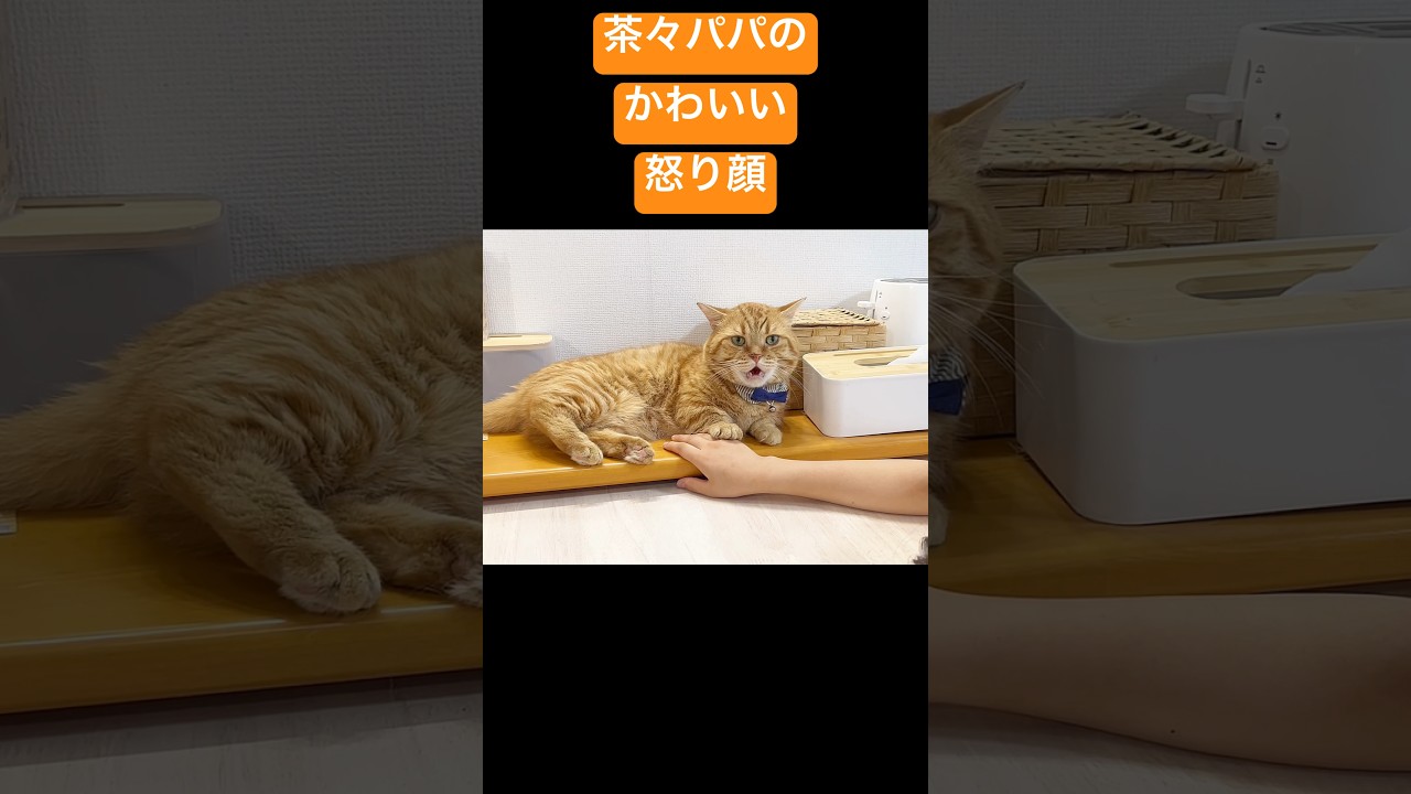 不機嫌な猫 #マンチカン #shorts