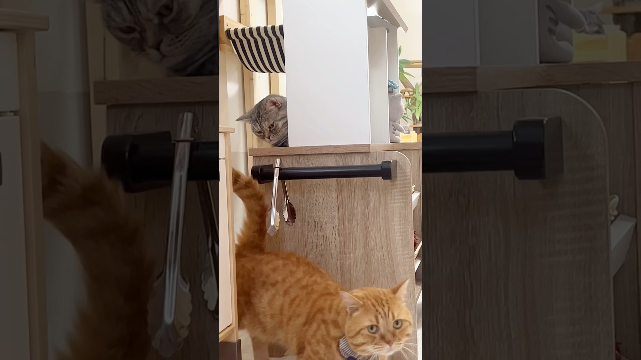 妻とぼく。 #猫 #マンチカン #shorts