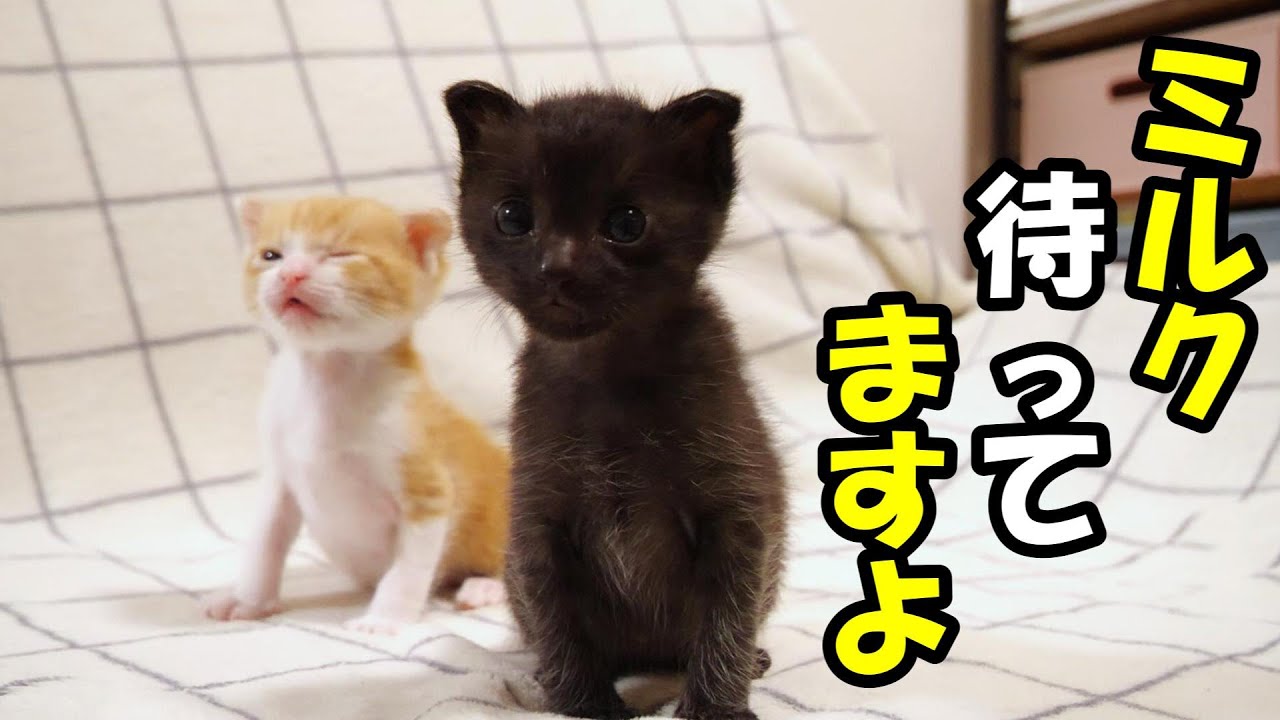 ミルクが待ち遠しい子猫がおじの指に噛みつく？【赤ちゃん猫　保護猫】