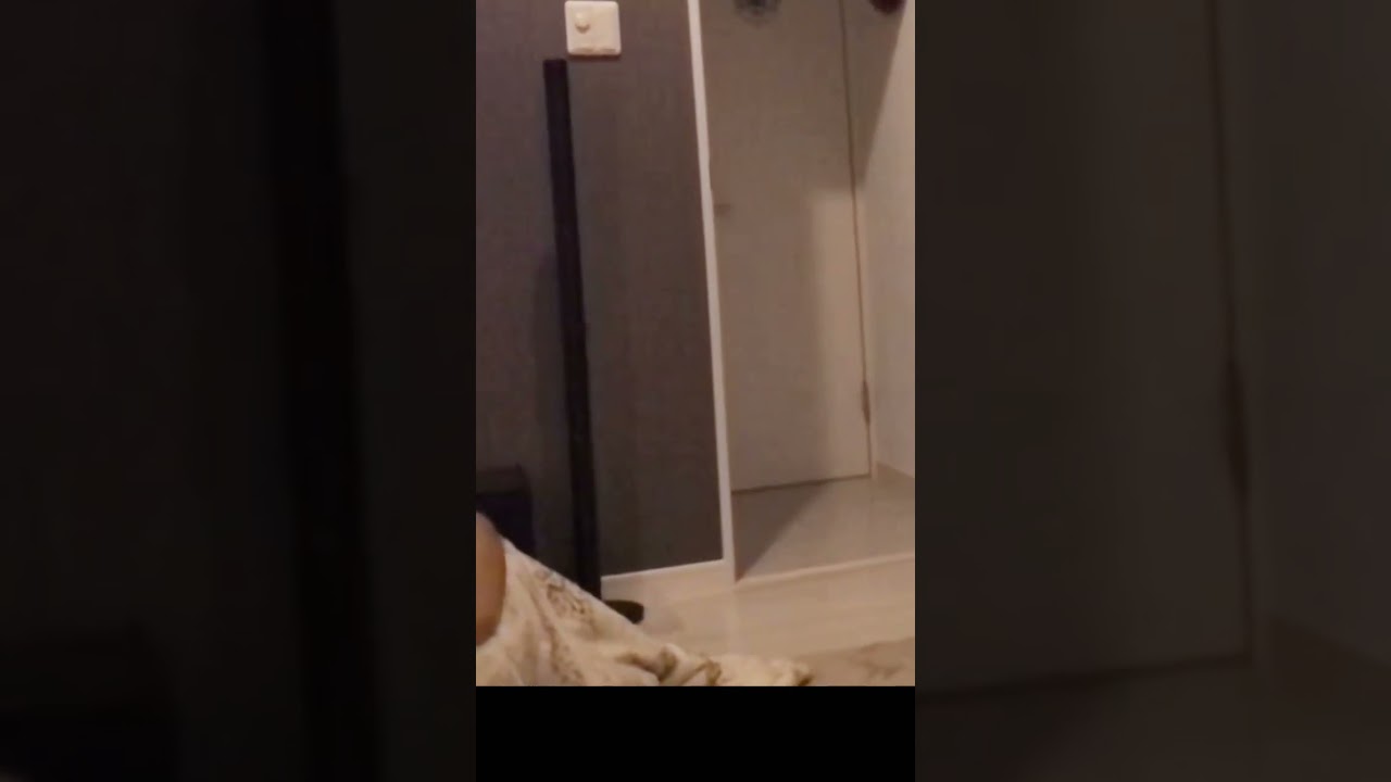 必死に逃げるペルシャ猫の背後から迫って来るのはなんや？😈⚡️#shorts #cat #猫  #ペルシャ猫