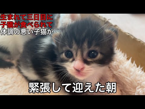 母猫に子猫を食べられるというトラウマの中、緊張しながら迎えた朝の猫が・・・