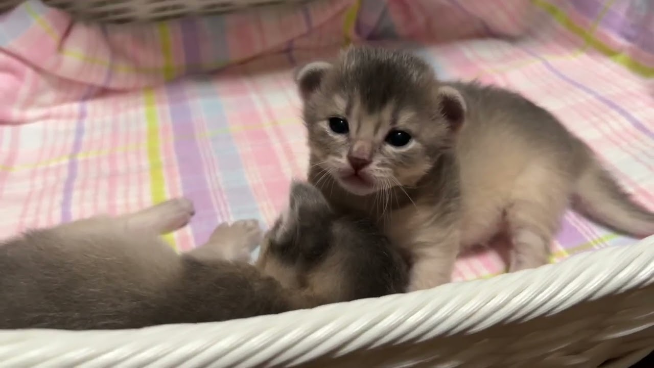 生後2週間のソマリの子猫。