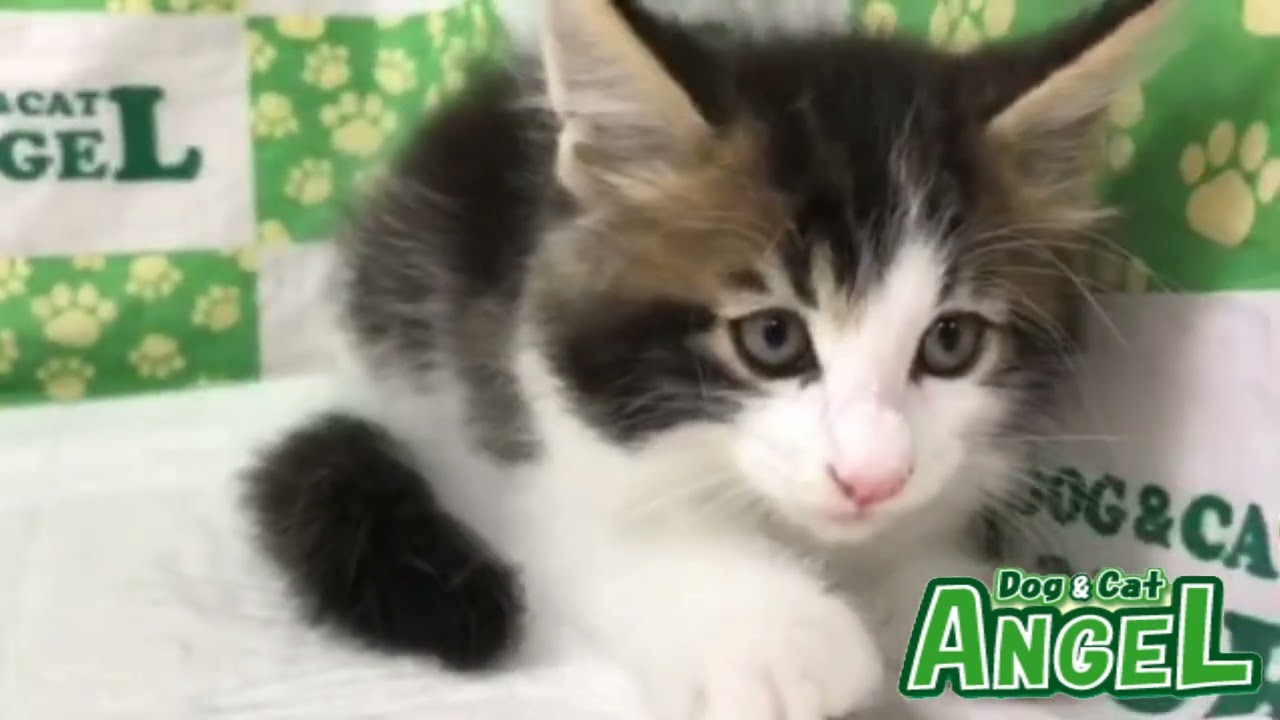 メインクーン 2308143 【ペットショップエンゼル　子犬・子猫販売】