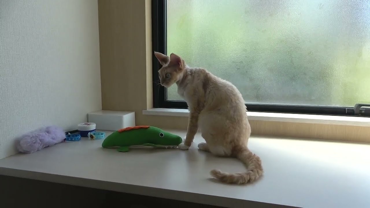 デボンレックス猫が新しい蹴りぐるみで遊んでいます(Devon Rex cat playing with a new toy)