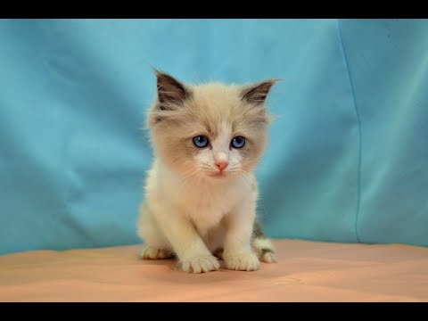 ラグドール　NO.230820　ペットショップ『ヒラマツケンネル』の子猫