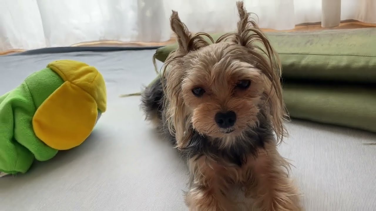 ＃ヨーキーケン💖日常　スフィンクスから伸び〜Stretching from the Sphinx~