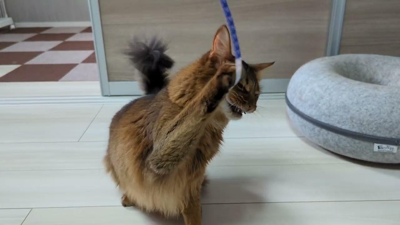 【577日目】今日も元気にメジャー！ #ソマリ #cat