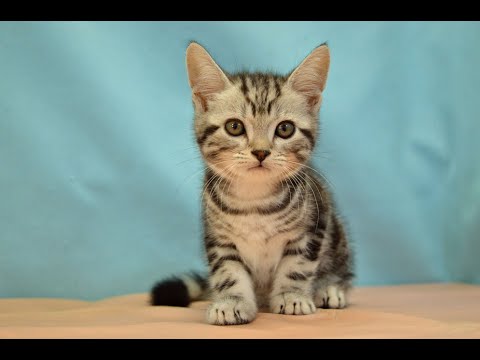 アメリカンショートヘアー　NO.230821　ペットショップ『ヒラマツケンネル』の子猫